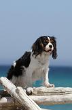 CAVALIER KING CHARLES 107